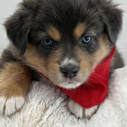 Girl 3 - female Australian Shepherd puppy in Benicia, California from Aussie-Love