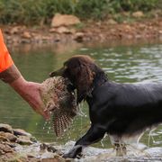 Boykin Spaniels and Nova Scotia Duck Tolling Retrievers from Beekauz Kennel
