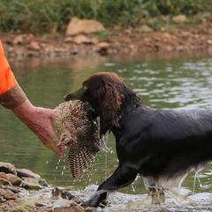 Boykin Spaniels and Nova Scotia Duck Tolling Retrievers from Beekauz Kennel