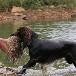 Boykin Spaniels and Nova Scotia Duck Tolling Retrievers from Beekauz Kennel