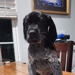 German Shorthaired Pointers from Southern Blaze Pointers