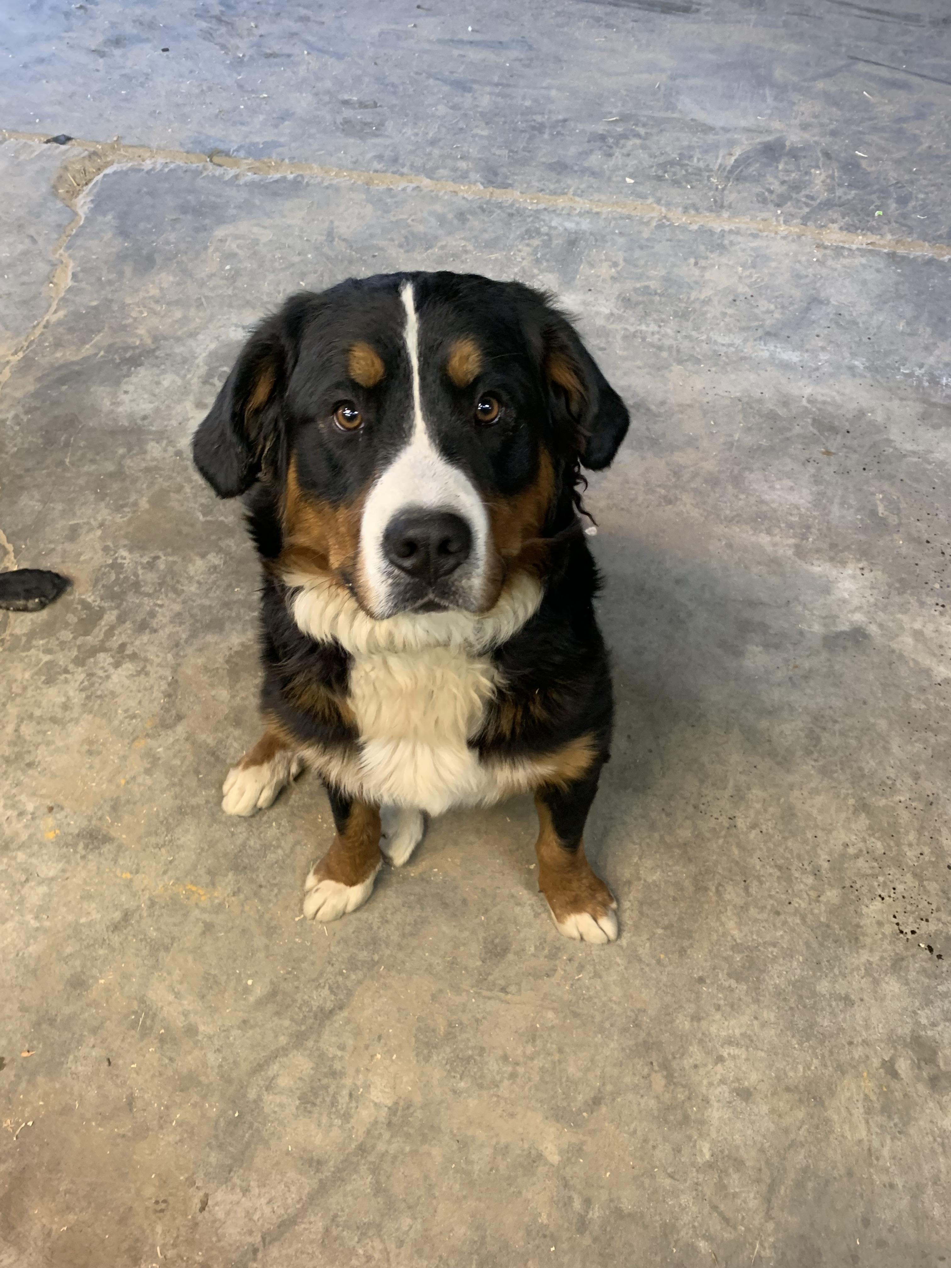 Washington Bernedoodles & Pyredoodles in Washington Bernedoodle and