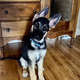 German Shepherd Puppies from dukleth