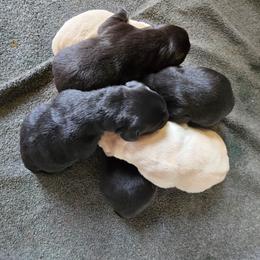 Black Male 3 - Black male Labrador Retriever puppy in Conway, Missouri from Patton's Triple Pine Farm