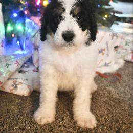 Blitzen - Black and white male Bernedoodle puppy in Lookout, California from Remington Kennels, LLC