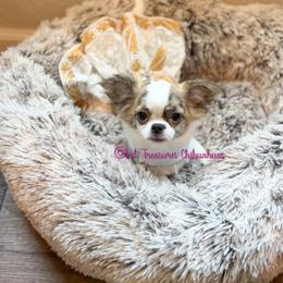 Belle-a - Chocolate brindled fawn female Chihuahua puppy in Anderson, South Carolina from Lil Treasures Chihuahuas
