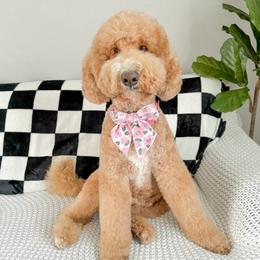 Ellie - Goldendoodle