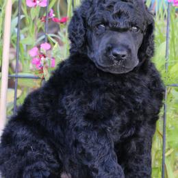 Oliver - Black male Poodle puppy in Ephrata, Washington from NCR Ranch