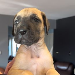 Great Dane Puppies from Alpine Great Danes
