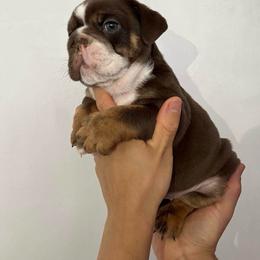 Dozer - Chocolate tri-color male Bulldog puppy in Cumming, Georgia from Happy Place Kennels