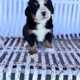 Merida - Black rust and white female Bernese Mountain Dog puppy in Enterprise, Utah from High Desert Bernese
