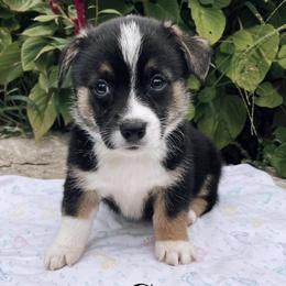 American Corgis and Pembroke Welsh Corgis from Circle D Corgis