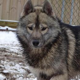 Aadi - Siberian Husky