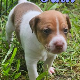 Odin - Red white and sable male Rat Terrier puppy in Lynn, Alabama from Cryptic Rat Terriers