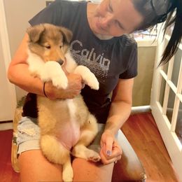 Collie Puppies from Bedford Collies