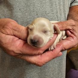 Olive Grey Collar Male - Cream male Dachshund puppy in Trade, Tennessee from TN Miniature Dachshunds & Basset Hounds
