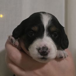 Girl 1 - Piebald female Dachshund puppy in Marietta, Ohio from Harlee's Dachshunds