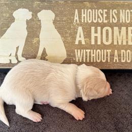 Gray Collar - Gold male Border Collie puppy in Gadsden, Alabama from Collie Wood Hills