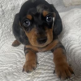 Dachshund Puppies from Works Farm Dachshunds