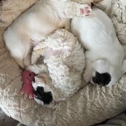 Sealyham Terrier Puppies from Jenny Voss