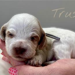 Trusty - Red roan male Cockapoo puppy in Mocksville, North Carolina from Little Bear Doodles