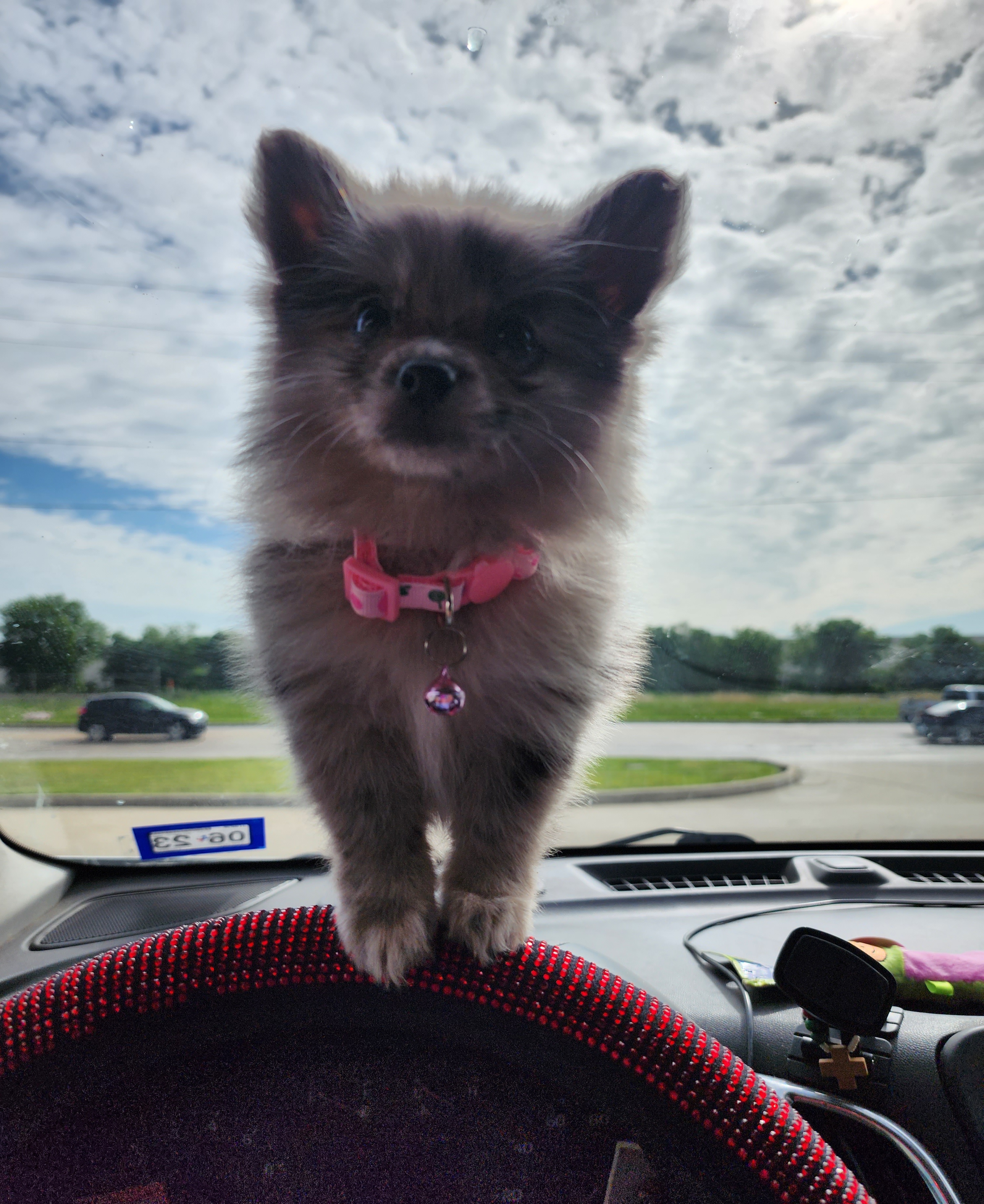 Pomeranian Puppies from Ramos' Pommies