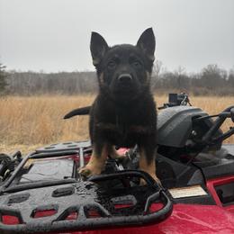 Tucker - Black and tan male German Shepherd puppy in Augusta, West Virginia from Vom Haus Highlands