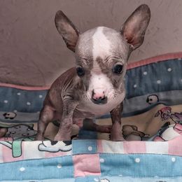 Obi - Slate male Chinese Crested puppy in Henderson, Kentucky from Western Kentucky Chihuahua’s and Chinese Crested’s