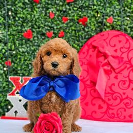 Rosie's Blue Boy - male Goldendoodle puppy in Kountze, Texas from Texas Doodles LLC