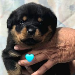 Light blue girl - Black and mahogany female Rottweiler puppy in Live Oak, Florida from K&R RANCH KENNELS