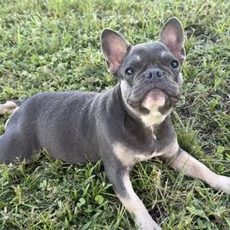 Savannah - Blue female French Bulldog puppy in New Smyrna Beach, Florida from Beachside Boxers and Frenchies