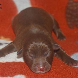 Pez - Red & white male Miniature Australian Shepherd puppy in Patterson, North Carolina from DreamLine Aussies