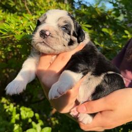 Nacho - Black tri male Miniature Australian Shepherd puppy in Clarksville, Tennessee from Southern Oak Pups