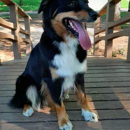 Australian Shepherds from Falls Australian Shepherds
