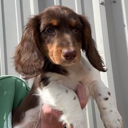 Boy 2 LIMITED AKC - Piebald male Dachshund puppy in Aurora, Missouri from Baker Farms