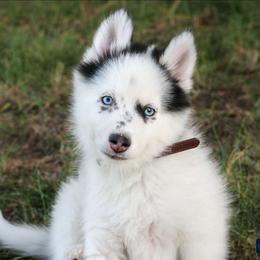 Patch -Ready now - Black and white male Pomsky puppy in Bremen, Indiana from AMS Pomeranians and Pomskies in Indiana