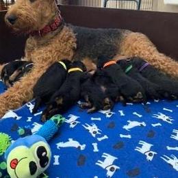 Jada - Airedale Terrier