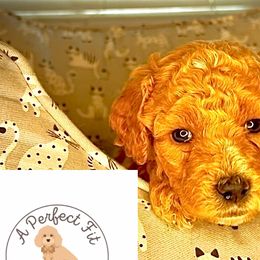 Bailey - Goldendoodle puppy from Perfect Fit Poodles & Doodles