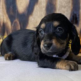 Lorelai - Black and tan female Dachshund puppy in Dothan, Alabama from Little House Pups