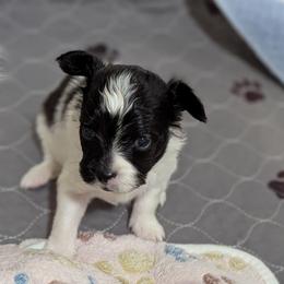 Nikki boy pup 2 - White and black male Papillon puppy in Joshua, Texas from Summertime Kennels