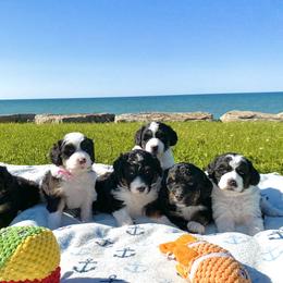 Bernedoodle and Goldendoodle Puppies from Point Breeze Doodles, LLC