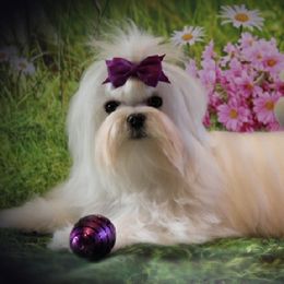 Candy - Maltese