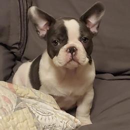 French Bulldog Puppies from Ponderosa Frenchies