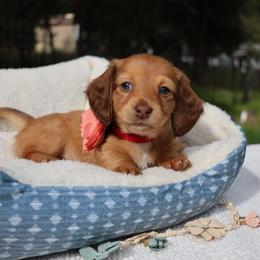 Jellybean (yellow collar) - Red female Dachshund puppy in Prospect, Oregon from Spunky Sausage Pups
