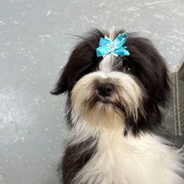 Flo - Havanese