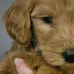 Girl 5 green - Goldendoodle puppy in Schertz, Texas from Kat's Teddydoodles