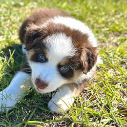 Pudding - Red tri-color male Australian Shepherd puppy in Williston, Florida from Over The Rainbow Aussies