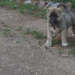 Girl 2 - Gray Armenian Gampr puppy in Neenach, California from Mustang Ranch