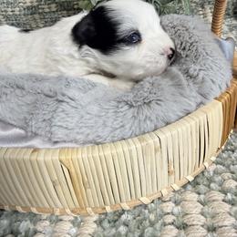 Onyx - Parti male Miniature Schnauzer puppy in Bluffdale, Utah from Mountain Point Schnauzers