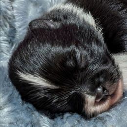 Jett - Black parti male Pomeranian puppy in Wentzville, Missouri from Pawsome Poms